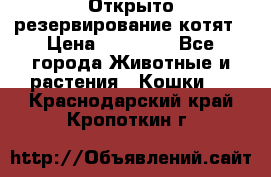 Открыто резервирование котят › Цена ­ 15 000 - Все города Животные и растения » Кошки   . Краснодарский край,Кропоткин г.